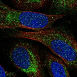 NOA1 Antibody, Novus Biologicals:Antibodies:Primary Antibodies